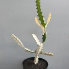 Euphorbia Lactea White Ghost Plant Rare Home Live Plant - Plant for Your Home Garden