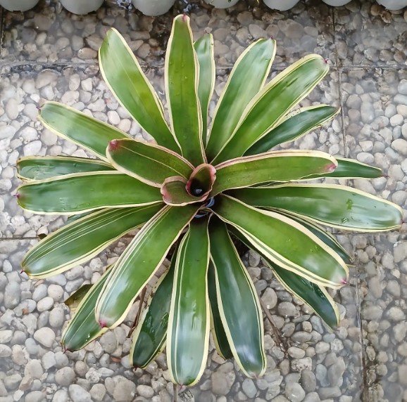 Green White Bromeliad Plant Rare Home Live Plant - Plant for Your Home Garden