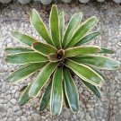 Green White Bromeliad Plant Rare Home Live Plant - Plant for Your Home Garden