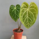 Anthurium Magnificum Plant Rare Home Live Plant - Plant for Your Home Garden