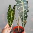 African Mask Alocasia Plant Rare Home Live Plant - Plant for Your Home Garden