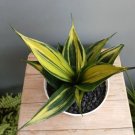 Sansevieria Trifasciata Golden Flame Plant Rare Home Live Plant - Plant for Your Home Garden