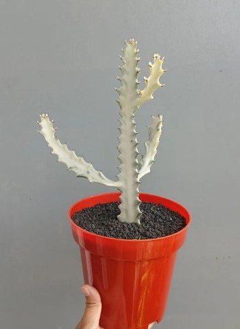 Euphorbia Lactea White Ghost Plant Rare Home Live Plant - Plant for Your Home Garden