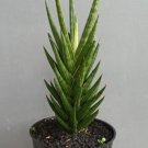 Sansevieria Francisii Variegated Plant Rare Home Live Plant - Plant for Your Home Garden