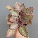 Episcia Strawberry Mist Plant Rare Home Live Plant - Plant for Your Home Garden