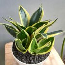 Sansevieria lotus hahnii Plant Rare Home Live Plant - Plant for Your Home Garden