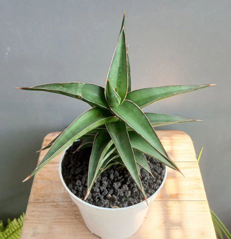 green sansevieria Samurai Plant Rare Home Live Plant - Plant for Your Home Garden