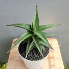 green sansevieria Samurai Plant Rare Home Live Plant - Plant for Your Home Garden