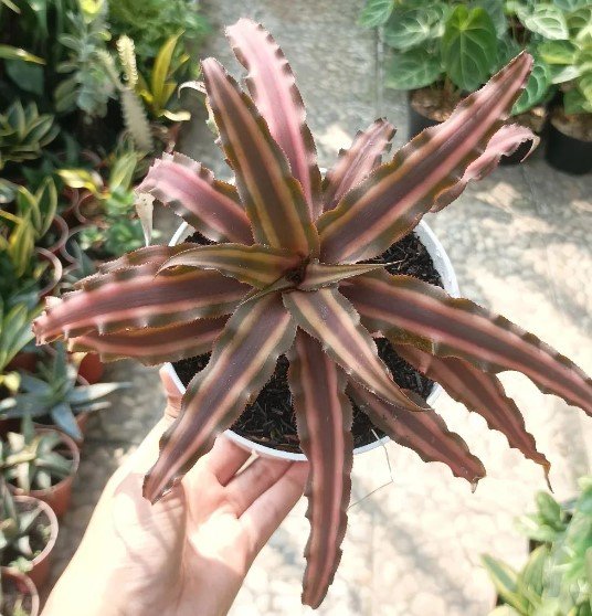 Cryptanthus Bivittatus Red Plant Rare Home Live Plant - Plant for Your Home Garden