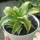 Cryptanthus acaulis Green Plant Rare Home Live Plant - Plant for Your Home Garden