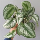 Scindapsus Pictus Exotica Plant Rare Home Live Plant - Plant for Your Home Garden