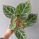 Anthurium Crystallinum Plant Rare Home Live Plant - Plant for Your Home Garden