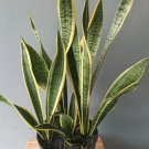 Sansevieria trifasciata Golden Plant Rare Home Live Plant - Plant for Your Home Garden