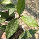hoya pubicalyx splash Plant Rare Home Live Plant - Plant for Your Home Garden