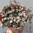 Ceropegia Woodii Variegata Pretty Pink Plant Rare Home Live Plant - Plant for Your Home Garden