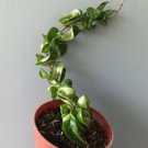 Hoya Carnosa Compacta Green Plant Rare Home Live Plant - Plant for Your Home Garden