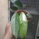 Hoya latifolia sp. Sarawak Plant Rare Home Live Plant - Plant for Your Home Garden