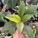 Anthurium Jemanii Cobra Variegated Plant Rare Home Live Plant - Plant for Your Home Garden