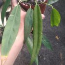 10 Seeds Anthurium Bakeri Plant Rare Home Plant - Plant for Your Home Garden