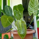 Anthurium Veitchii King Plant Rare Home Plant - Plant for Your Home Garden