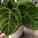 Anthurium regale x Crystallinum Plant Rare Home Plant - Plant for Your Home Garden