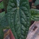 Anthurium Crystallinum x Luxurians Raven Soul Plant Rare Home Plant - Plant for Your Home Garden