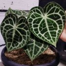 Anthurium Clarinervium Plant Rare Home Live Plant - Plant for Your Home Garden