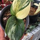 Scindapsus Rubicon Variegated Plant Rare Home Live Plant - Plant for Your Home Garden