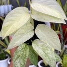 Scindapsus Treubii Moonlight Plant Rare Home Live Plant - Plant for Your Home Garden