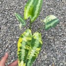 Schismatoglottis sp. variegated Plant Rare Home Live Plant - Plant for Your Home Garden