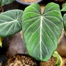 Philodendron gloriosum Plant Rare Home Live Plant - Plant for Your Home Garden