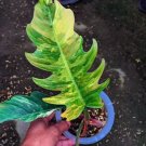 Philodendron ring of fire Plant Rare Home Live Plant - Plant for Your Home Garden