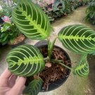 Lemon Lime Prayer Plant Rare Home Live Plant - Plant for Your Home Garden