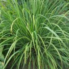 Lemongrass Plant Rare Home Live Plant - Plant for Your Home Garden