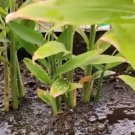 Dwarf "Molten Gold" Ginger Plant Rare Home Live Plant - Plant for Your Home Garden