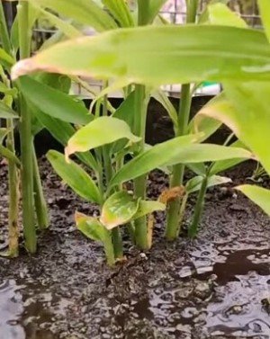 Dwarf "Molten Gold" Ginger Plant Rare Home Live Plant - Plant for Your Home Garden