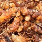 Yellow Turmeric Plant Rare Home Live Plant - Plant for Your Home Garden