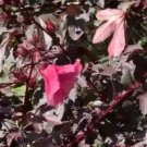 Cranberry Hibiscus Plant Rare Home Live Plant - Plant for Your Home Garden