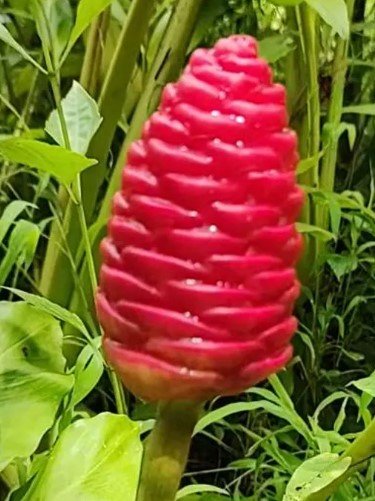 Shampoo Ginger "Zingiber zerumbet" Plant Rare Home Live Plant - Plant for Your Home Garden