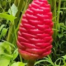 Shampoo Ginger "Zingiber zerumbet" Plant Rare Home Live Plant - Plant for Your Home Garden