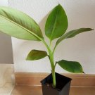Grand Nain Banana Tree Plant Rare Home Live Plant - Plant for Your Home Garden