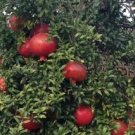 Wonderful Pomegranate Plant Rare Home Live Plant - Plant for Your Home Garden