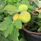 Gold Fig Tree Ficus Carica Plant Rare Home Live Plant - Plant for Your Home Garden
