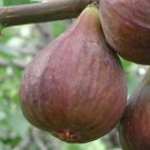 Celeste fig "Ficus carica" Plant Rare Home Live Plant - Plant for Your Home Garden