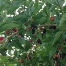 Dwarf Everbearing Mulberry Plant Rare Home Live Plant - Plant for Your Home Garden