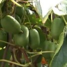Kiwi “Issai” Plant Rare Home Live Plant - Plant for Your Home Garden