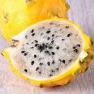 Yellow/White Dragon Fruit Plant Rare Home Live Plant - Plant for Your Home Garden