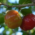 Barbados Cherry Fruit Plant Rare Home Live Plant - Plant for Your Home Garden