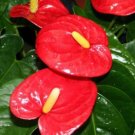 Anthurium Hawaiian Red Plant Rare Home Live Plant - Plant for Your Home Garden