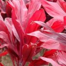 Hawaiian Ti Flower Plant Rare Home Live Plant - Plant for Your Home Garden